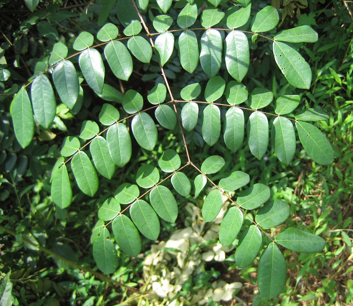 Caesalpinia bonduc